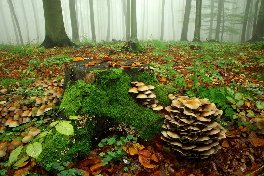<source>imago images/Andreas Vitting<sha1>a359e3gdN63A856BubgdH8aYke0</sha1><p> Ein Rentner verirrte sich am Freitag  im Wald bei Letzlingen. Wie die Polizei in Salzwedel mitteilt, wollte das Rentnerehepaar am Mittag gegen 12 Uhr in einem Letzlinger Waldstück <a href="https://www.volksstimme.de/lokal/salzwedel/pilz-saison-2025-sammeln-tipps-sicherheit-4128940">eigentlich nur Pilze sammeln</a> gehen. Abgemacht hatten die Eheleute, dass sie  sich gegen 14 Uhr wieder am der Stelle treffen, wo ihr Auto geparkt war, berichtete die Ehefrau  den Beamten.</p><h2>Keine Spur von dem Renter im Wald bei Letzlingen</h2><p> Die 76-Jährige war dann auch, wie mit dem Partner abgemacht, pünktlich gegen 14 Uhr am verabredeten Ort. Allerdings war von ihrem 79-jährigen Ehemann weit und breit keine Spur. </p><p>Die Frau ging zunächst selbst auf die Suche nach ihrem Mann. Das führte aber nicht zum gewünschten Erfolg, heißt es im Pressebericht. Deshalb  entschied sich die Rentnerin kurz vor 16 Uhr dazu, der Rettungsleitstelle Bescheid zu geben. </p><h2>Polizeihubschrauber fliegt über die Altmark und sucht den Vermissten</h2><p>Sofort  wurden umfangreiche Suchmaßnahmen eingeleitet. Mehrere Beamte der Polizei und Mitglieder der Feuerwehr durchsuchten  das  angegebene  Waldgebiet. Auch ein Hubschrauber kommt zum Einsatz.</p><p>Wenig später kann das Team im Hubschrauber den 79-Jährigen aus der Luft ausmachen.  Der Rentner sei wohlauf gewesen und wurde seiner Ehefrau übergeben, teilen die Beamten mit.</p>
