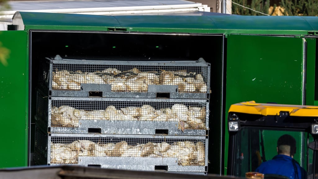 Nach dem Geflügelpest-Ausbruch in Neuhardenberg werden die Enten in einer Box mit Gas getötet.