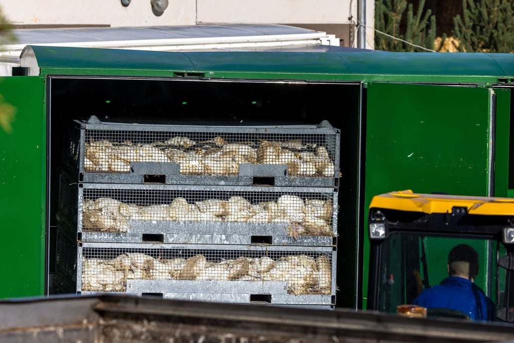 Nach dem Geflügelpest-Ausbruch in Neuhardenberg werden die Enten in einer Box mit Gas getötet.