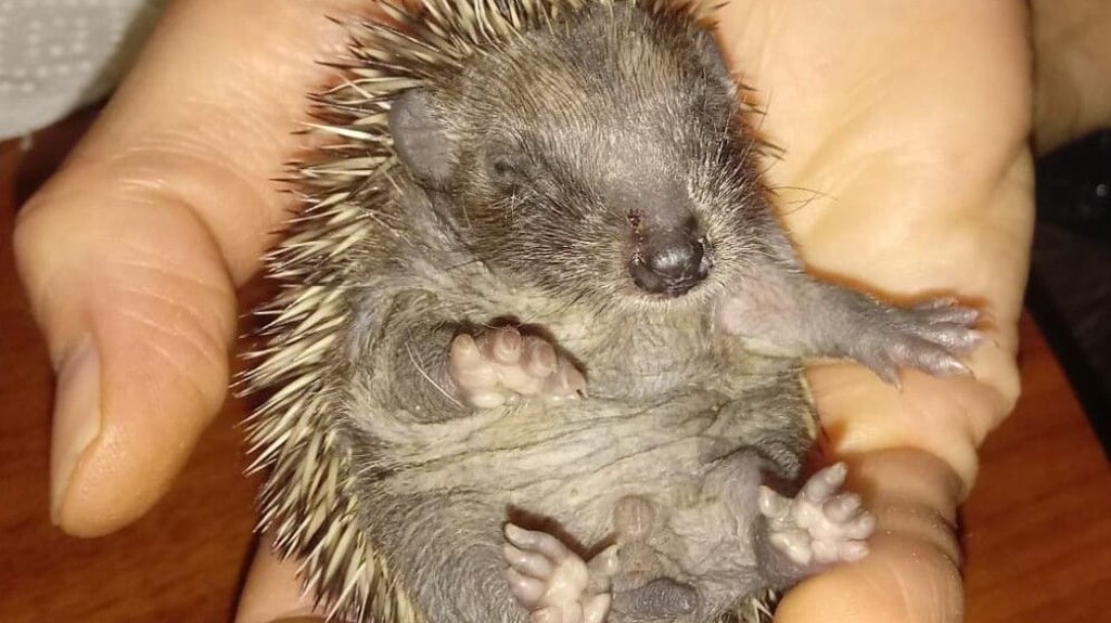 Ein zwei Wochen altes Igelbaby.