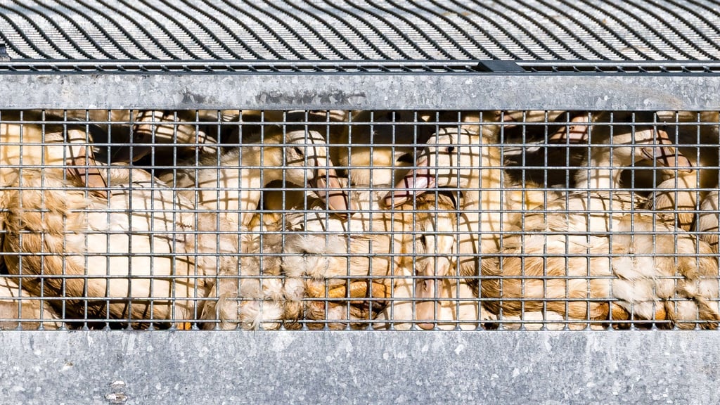Aus Sorge vor der Vogelgrippe soll Geflügel vor dem Kontakt mit Wildvögeln geschützt werden.