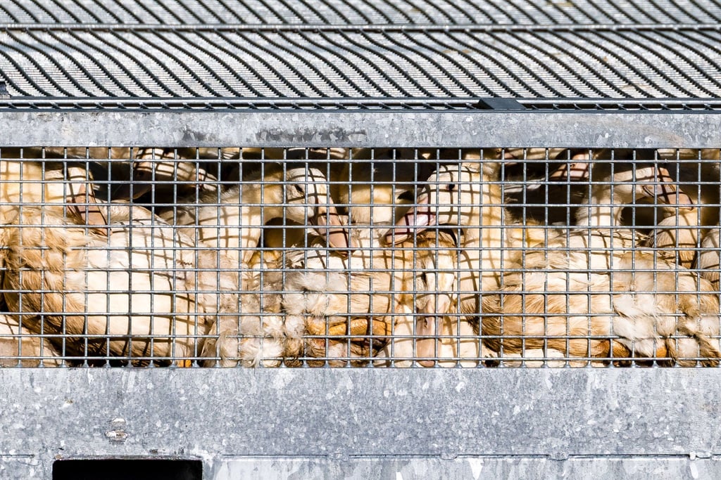Aus Sorge vor der Vogelgrippe soll Geflügel vor dem Kontakt mit Wildvögeln geschützt werden.