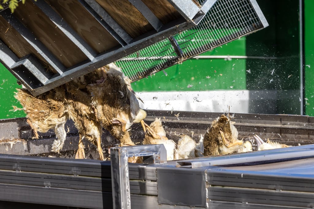 Tote Enten kommen in einen Transportbehälter.