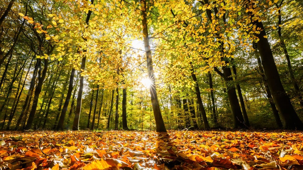 Wie gesund ist der Wald in Niedersachsen? Der Waldzustandsbericht zeigt ein durchwachsenes Bild.