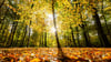 Wie gesund ist der Wald in Niedersachsen? Der Waldzustandsbericht zeigt ein durchwachsenes Bild.