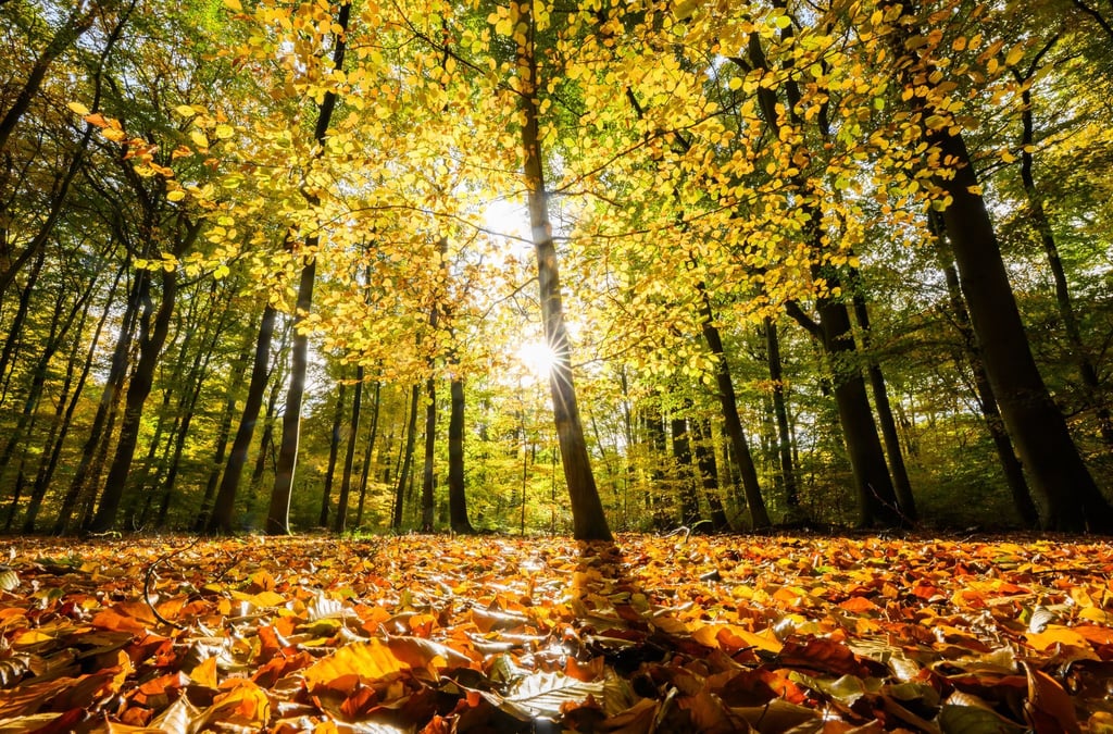 Wie gesund ist der Wald in Niedersachsen? Der Waldzustandsbericht zeigt ein durchwachsenes Bild.