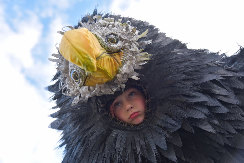 Einmal ein Seeadler sein - das geht in ArkaZien.