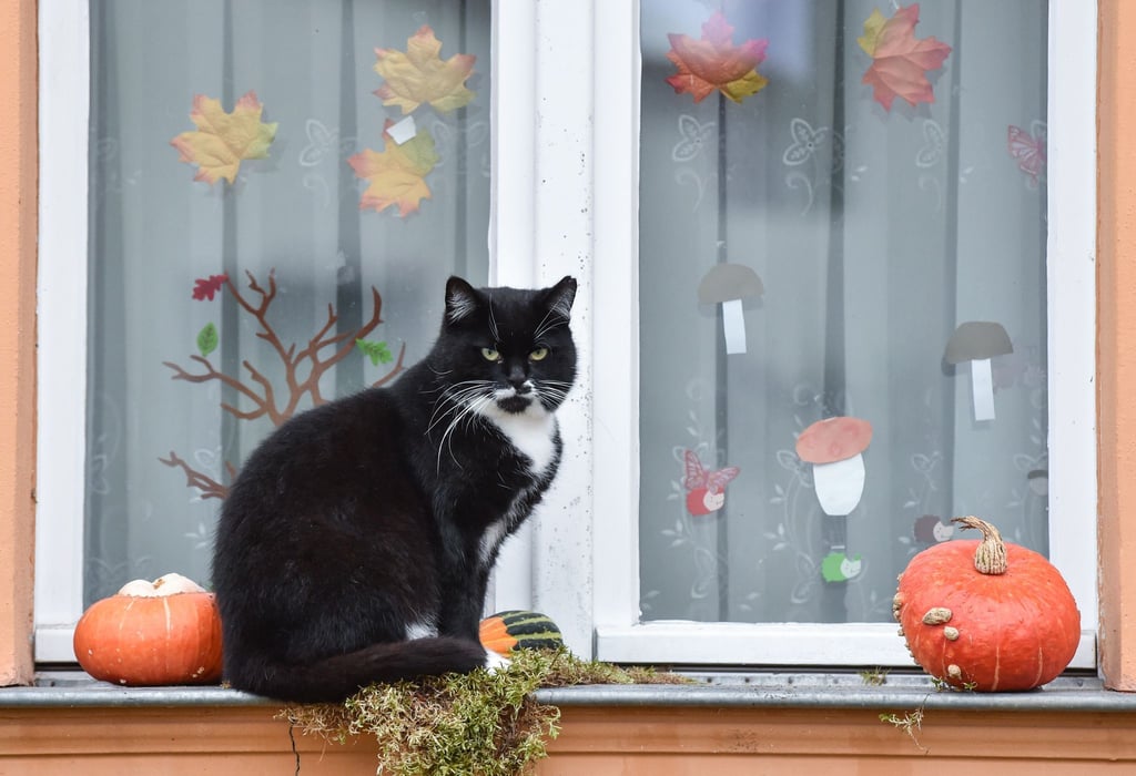 Halloween naht - und damit auch Gruselpartys, Kostüme und Lärm, die für viele Haustiere Stress bedeuten.