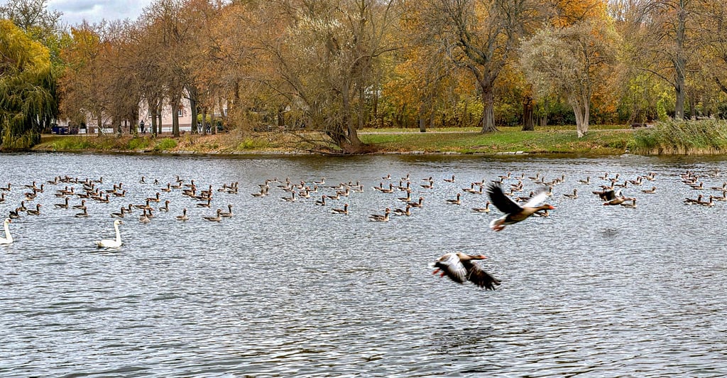 Am Stadtsee in Stendal ist eine verendete Wildgans gefunden worden. Wegen des Verdachts der Vogelgrippe lässt die Stadt Stendal den Tiergarten schließen. Die Wildgänse fliegen weiter.