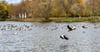 Am Stadtsee in Stendal ist eine verendete Wildgans gefunden worden. Wegen des Verdachts der Vogelgrippe lässt die Stadt Stendal den Tiergarten schließen. Die Wildgänse fliegen weiter. 