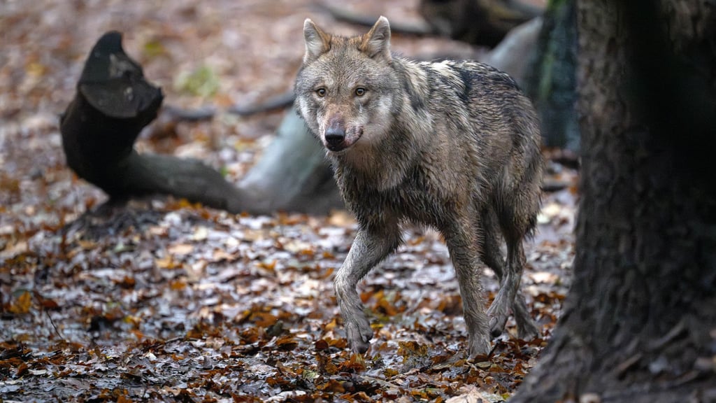 Gegen die Abschussgenehmigung eines Wolfes im Landkreis Cuxhaven geht eine Naturschutzinitiative vor. (Symbolbild)