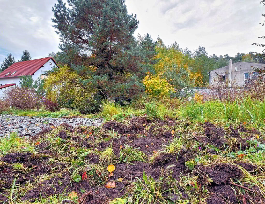 Der Garten von Eberhard Waßersleben in Nudersdorf gleicht inzwischen einer aufgewühlten Baustelle. Aufgerissene Erde zeugt von nächtlichen Besuchen durch Wildschweine. Immer wieder dringen die Tiere bei dem Rentner ein.