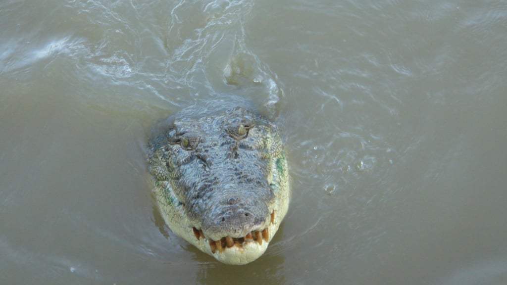 Im tropischen Norden von Australien wimmelt es von Salzwasserkrokodilen. (Archivbild)