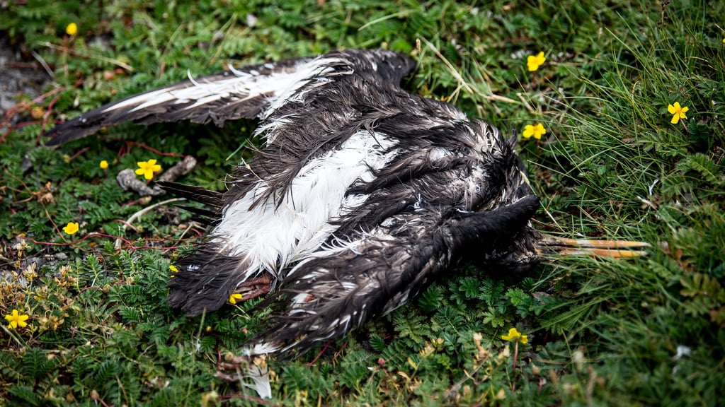 Die Vogelgrippe bringt erkrankten Tieren einen qualvollen Tod.