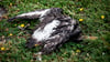 Die Vogelgrippe bringt erkrankten Tieren einen qualvollen Tod.