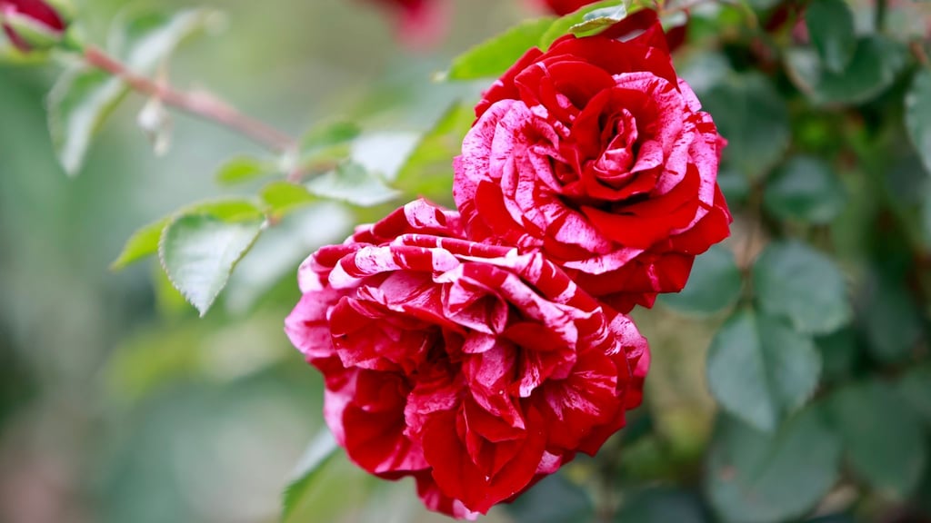 Rosen als Anziehungspunkt: Im vergangenen Jahr kamen in das Europa-Rosarium Sangerhausen mehr Besucher als im Vorjahr. (Archivbild)