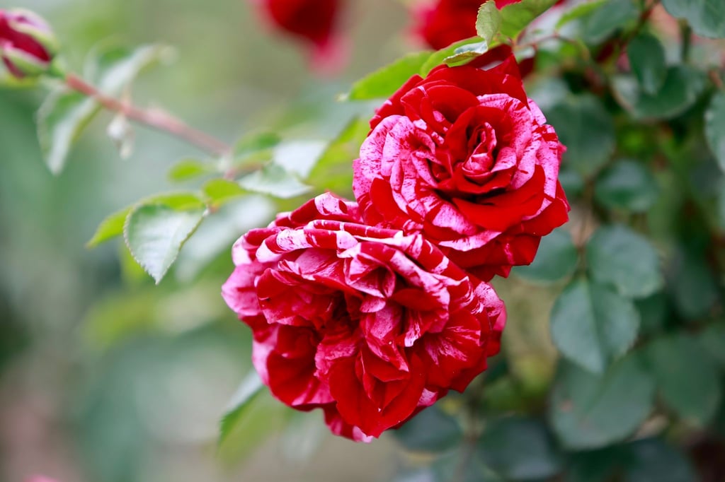 Rosen als Anziehungspunkt: Im vergangenen Jahr kamen in das Europa-Rosarium Sangerhausen mehr Besucher als im Vorjahr. (Archivbild)