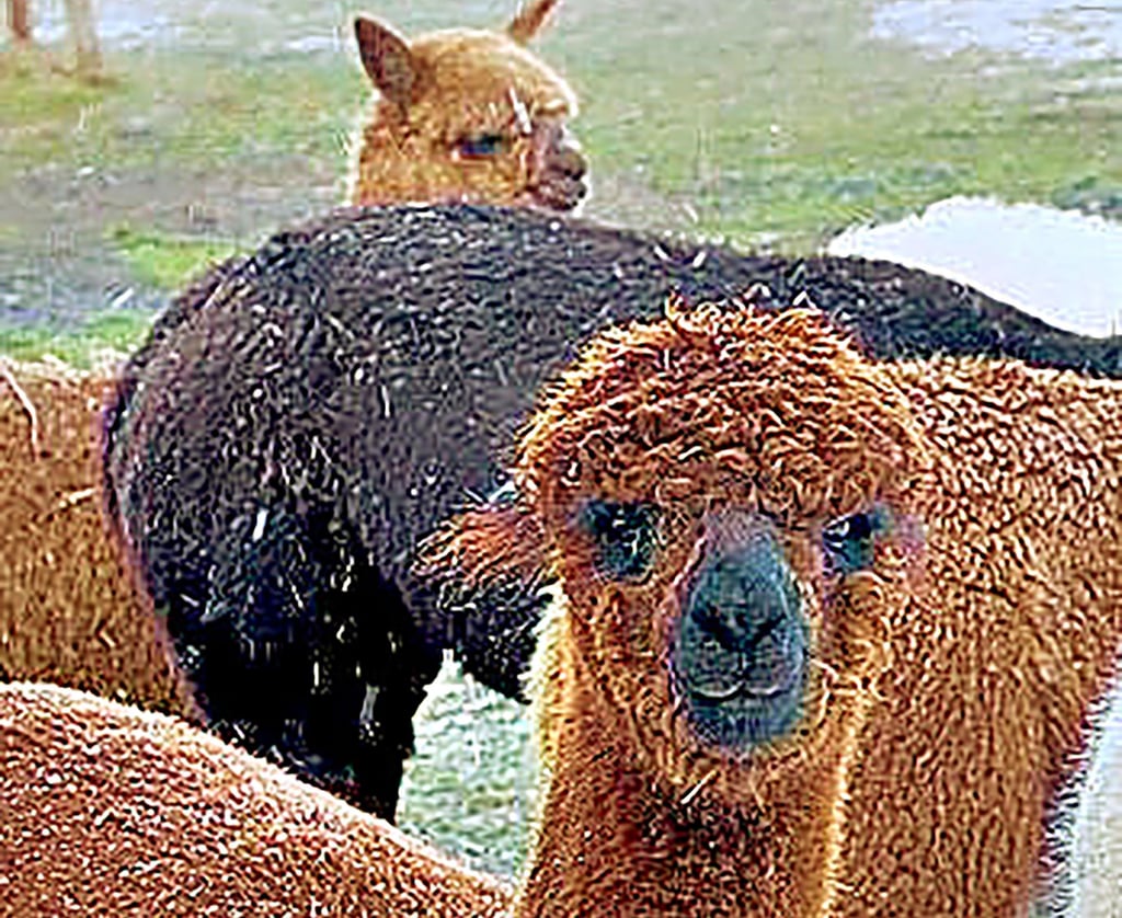 25 Tiere gehören laut ihrer Internetseite derzeit zur Alpakaburg Molino. Viele der ursprünglich aus den Anden stammenden Tiere mit ihrem Nachwuchs sind am 9. November beim Hoftag in Seyda zu sehen.