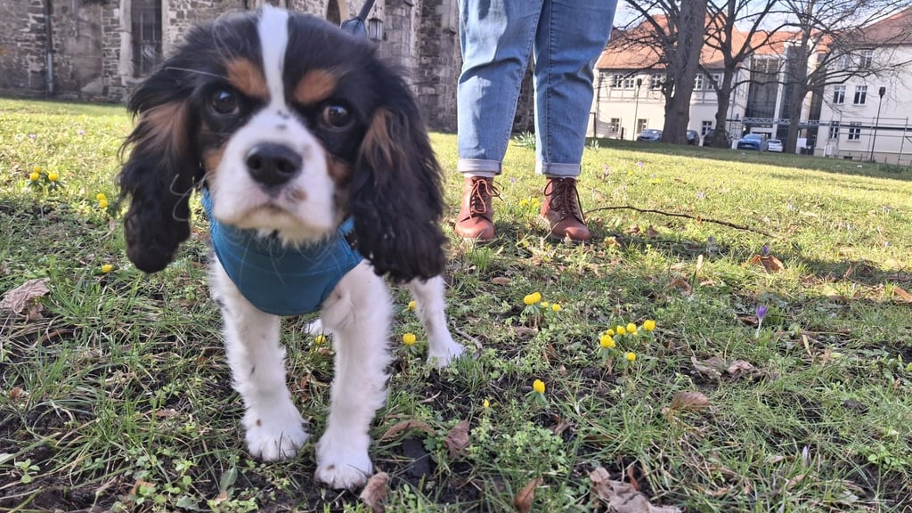 In Haldensleben wurden im vergangenen Jahr (2024) durch die Hundesteuer knapp 143.600 Euro eingenommen werden.
