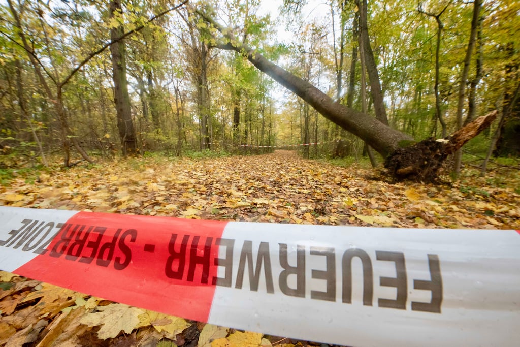 Sturmschaden in Dessau-Roßlau: Auch im Georgengarten, in der Nähe des Viereckteichs, hat es einen Baum entwurzelt.