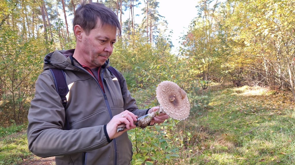 Pilzexperte Jens Hoffmann aus dem Sülzetal hat bei seinem Gang durch den Wald einen rötenden Riesenschirmpilz entdeckt. Dieser ist essbar und kann wie ein Schnitzel zubereitet werden.