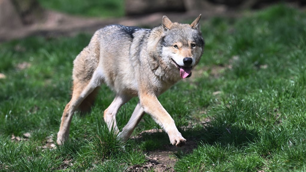 Ein Wolf in freier Natur. Das abgebildete Tier ist nicht identisch mit dem Wolfsrüden „GW3559m“, für den eine Entnahmegenehmigung vorliegt.