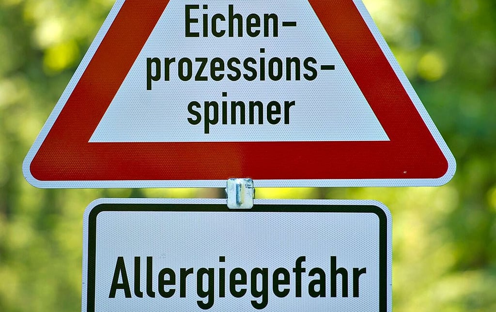 Die Bekämpfung des Eichenprozessionsspinners in Dessau-Roßlau läuft voraussichtlich noch bis Dezember.  Maßnahmen 2026 werden geplant.