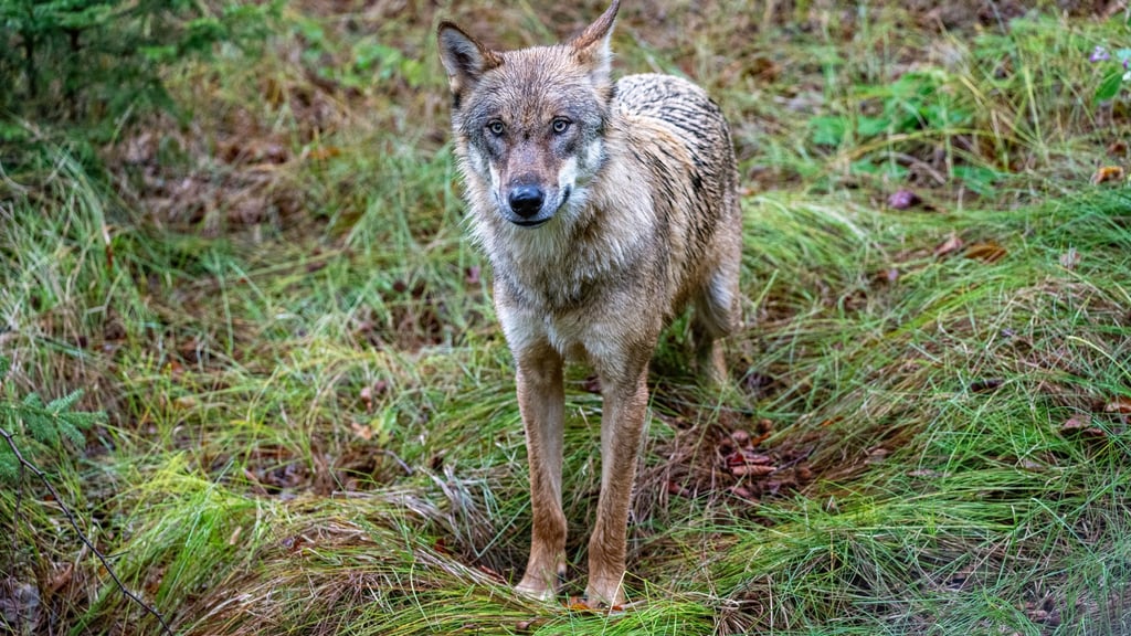 Das Verwaltungsgericht Stade stellt sich hinter die Abschussgenehmigung für einen Problemwolf im Raum Cuxhaven.