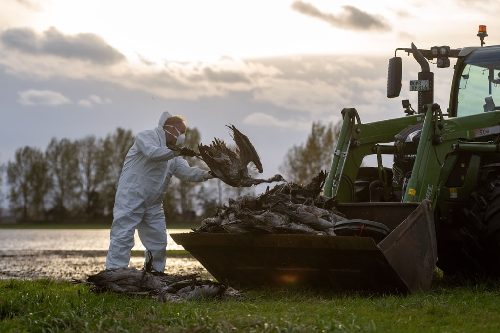Die Vogelgrippe breitet sich aus in Deutschland. In Fehrbellin (Brandenburg) sammelt ein Helfer tote Kraniche ein.