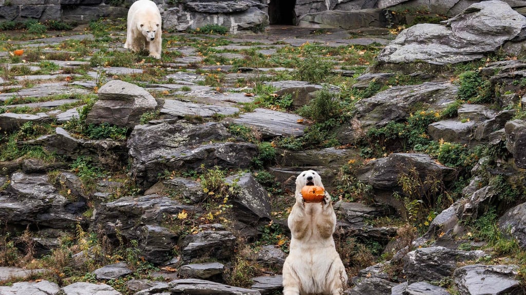 Für die Eisbären gab es Kürbis mit Honigmelone in Fischöl.