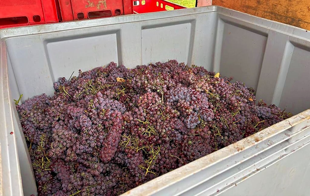 300 Kilogramm Trauben brachte der Weinberg in diesem Jahr.