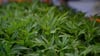 In Sachsen-Anhalt gibt es mehrere sogenannte Anbauvereinigungen für Cannabis. (Symbolfoto)