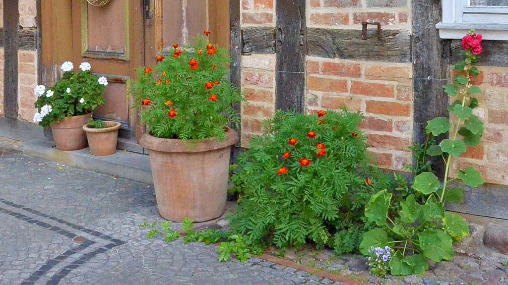 Blumenkübel vor  einem Fachwerkhaus in Salzwedel.  Das Aufstellen der Kübel ist eine Sondernutzung und damit gebührenpflichtig.