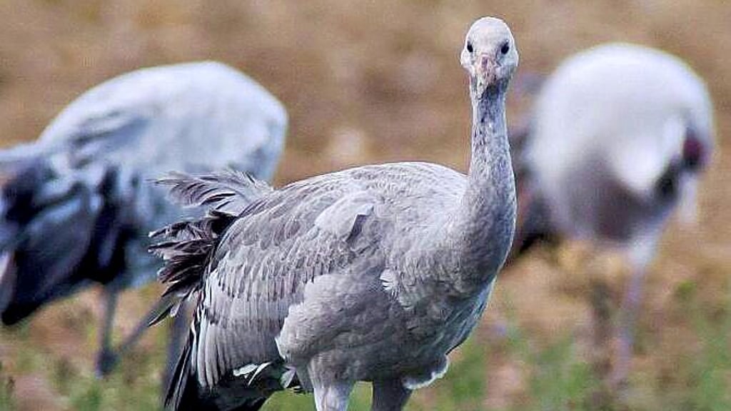 Schöner, gesunder Kranich: „Jens“ wurde  bei Bleddin beringt. Noch immer habe er seinen Schlafplatz im Landkreis.