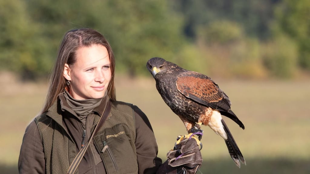 Erst seit ein paar Monaten ein Team: Falknerin Janine Moess und ihre Hera. Am 22. Oktober entwischte der Wüstenbussard.