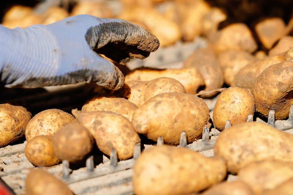 Für Kartoffeln erlösen die Bauern nur noch wenig Geld.