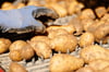 Für Kartoffeln erlösen die Bauern nur noch wenig Geld.