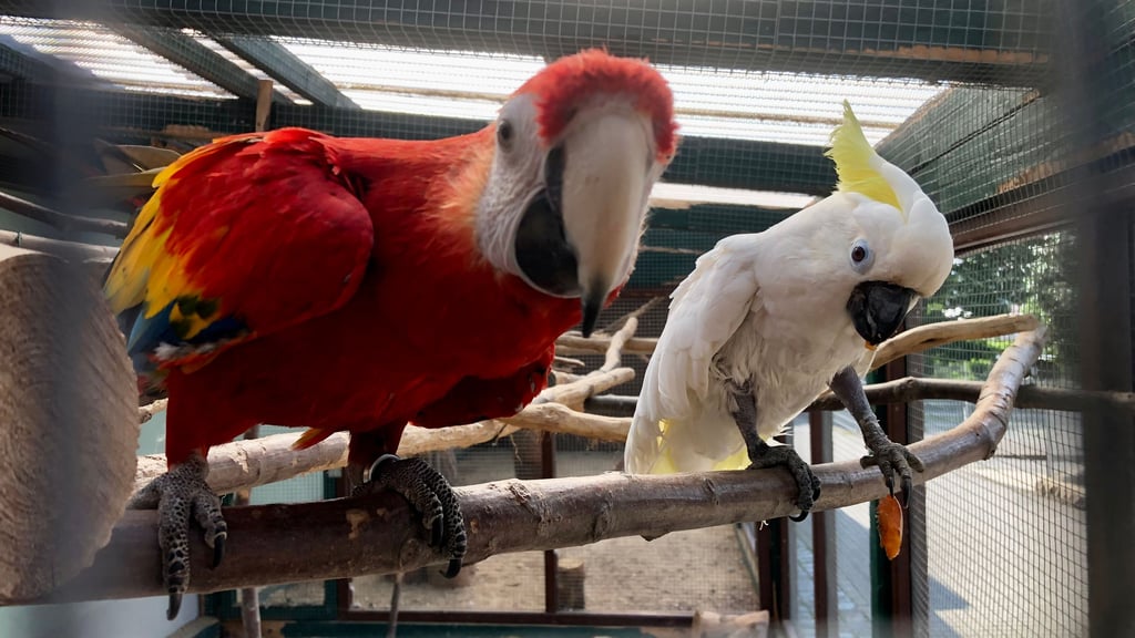 Ara und Kakadu in Westerhausen. Ihre Außenvoliere ist jetzt tabu  wegen der drohenden Geflügelpest.