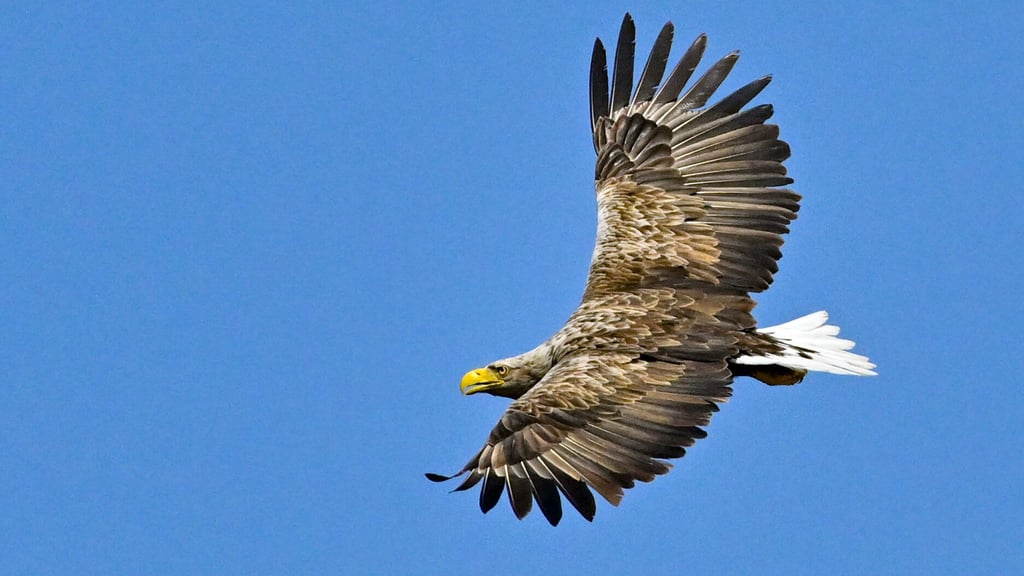 Beeindruckende Erscheinung: Der Seeadler gilt mit einer Flügelspannweite von bis zu 2,60 Metern als größter europäischer Greifvogel.