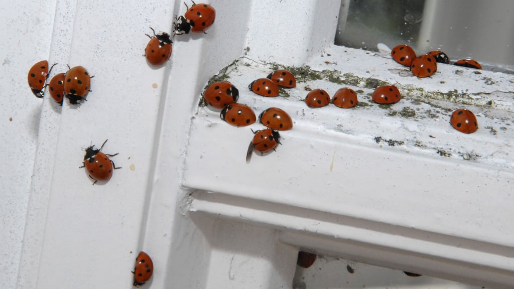 Marienkäfer suchen im Herbst oft Schutz in Wohnungen, doch beheizte Räume sind kein idealer Ort für ihr Überwintern.