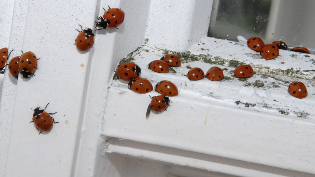 Marienkäfer suchen im Herbst oft Schutz in Wohnungen, doch beheizte Räume sind kein idealer Ort für ihr Überwintern.