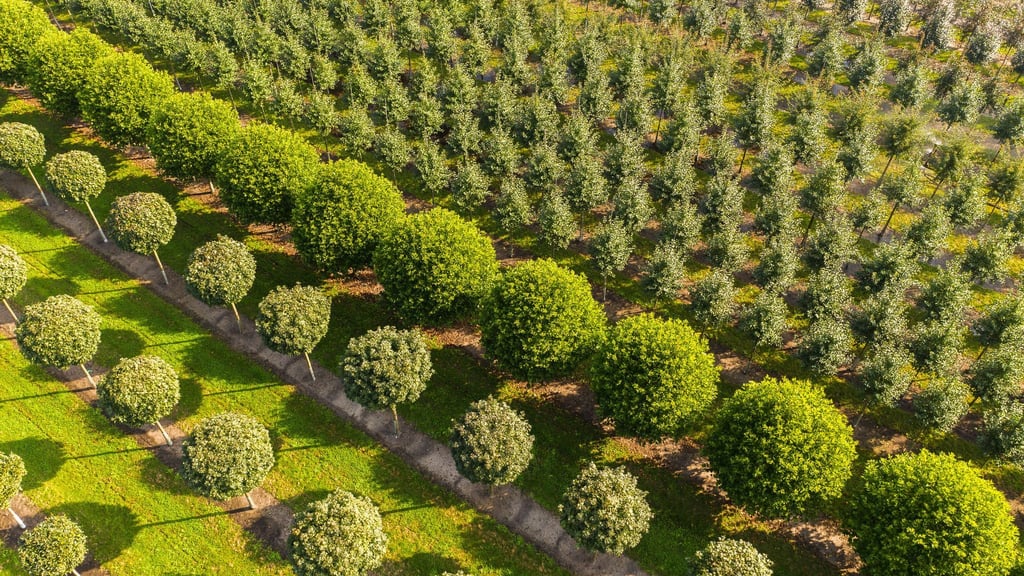 Grün, grüner, Niedersachsen: Nirgendwo sonst in Deutschland erstrecken sich so viele Baumschulflächen. (Archivbild)