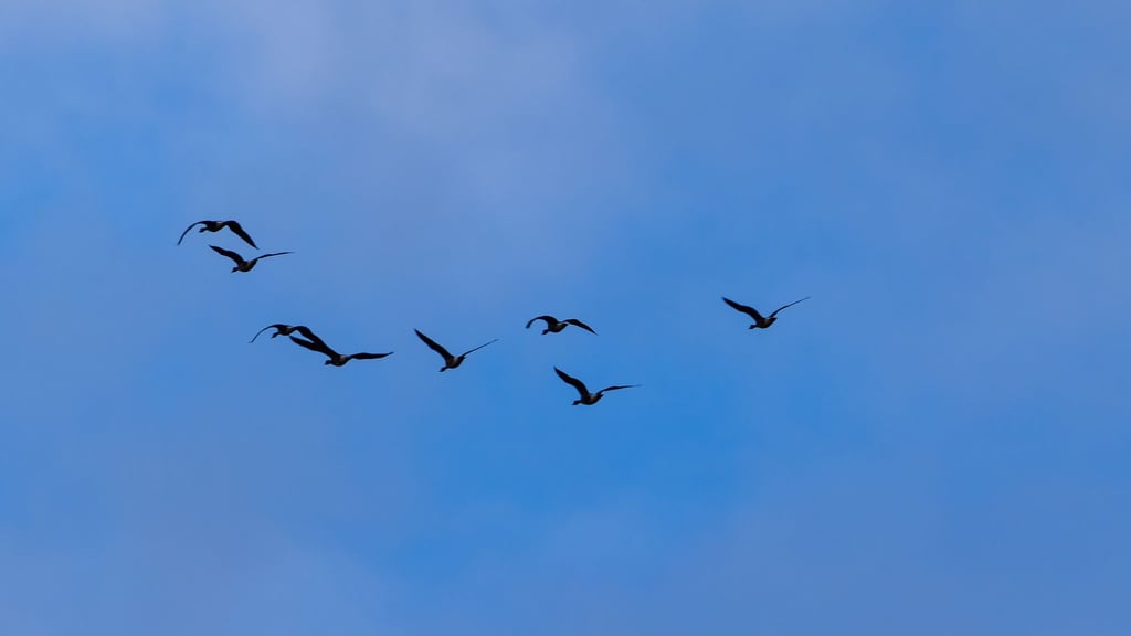 In Berlin wurden zehn Fälle von Vogelgrippe nachgewiesen. (Symbolbild)