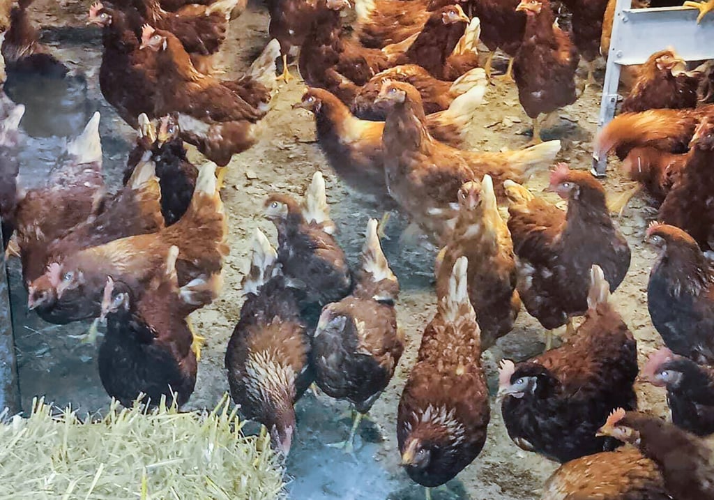 Die Agrargenossenschaft Bad Dürrenberg hat ihren Hühnern Stallpflicht statt Freilandhaltung verordnet.