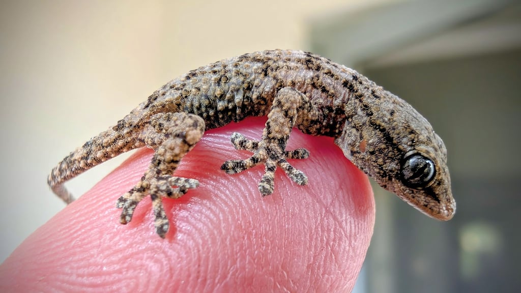 Diesen Gecko fand eine Frau aus Polen in einer Packung Rucola-Salat aus dem Supermarkt.