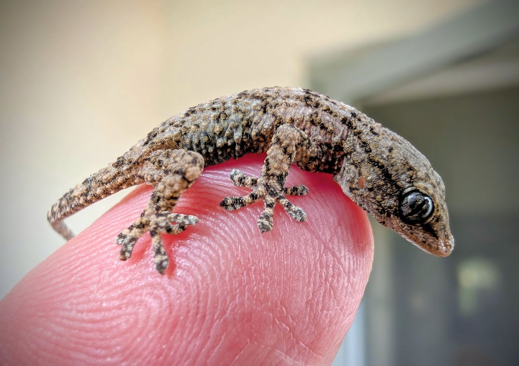 Diesen Gecko fand eine Frau aus Polen in einer Packung Rucola-Salat aus dem Supermarkt.