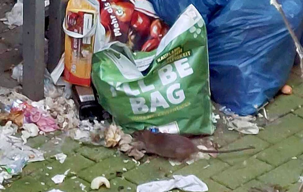 Ratten suchen an der Neuperverstraße im Müll nach Fressbarem.