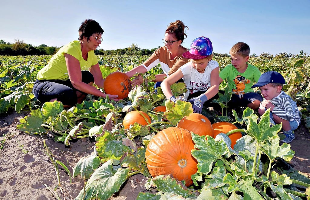 Vor drei Jahren gab es auf dem Hof der Familie Feuerborn für Besucher reichlich Kürbisse zu ernten. In diesem Jahr bleibt die Ernte aus.