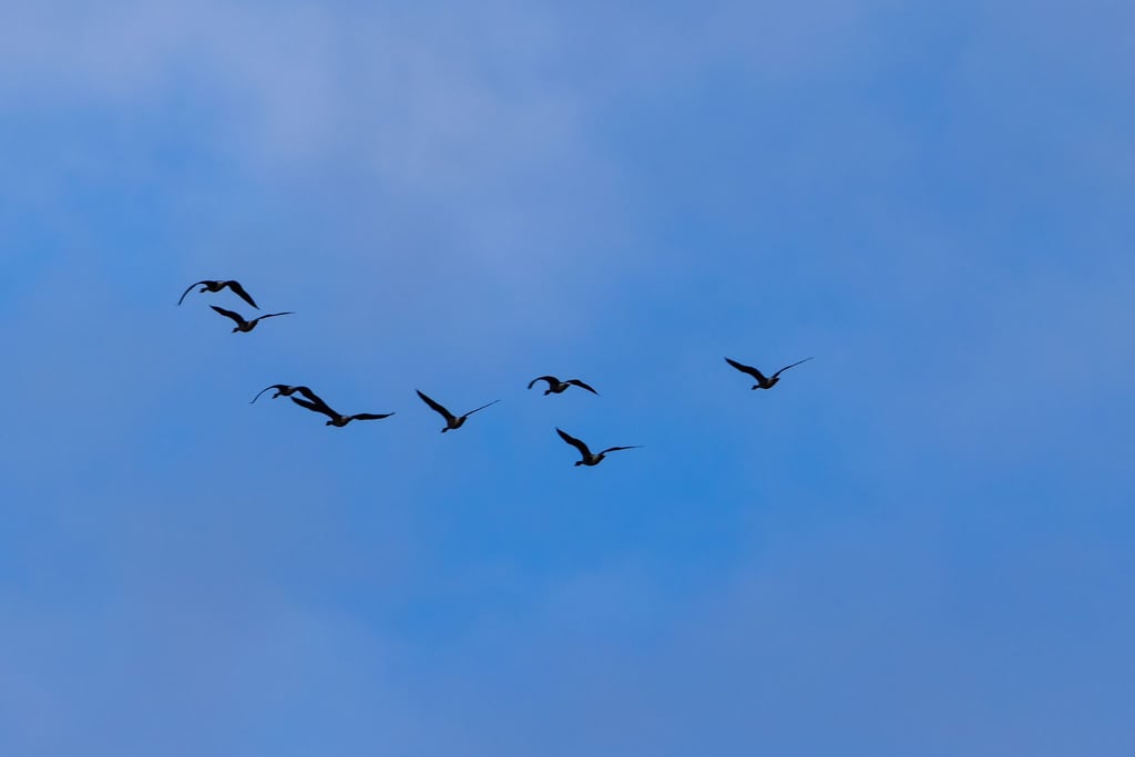 In Berlin wurden zehn Fälle von Vogelgrippe nachgewiesen. (Symbolbild)