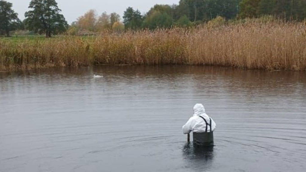 Ranger Thomas Klöber ist ausgestattet mit einem Schutzanzug. Er holt im Biosphärenreservat Drömling tote Kraniche aus dem Wasser.